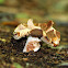 Russula Mushroom