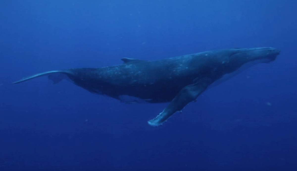 Humpback Whale