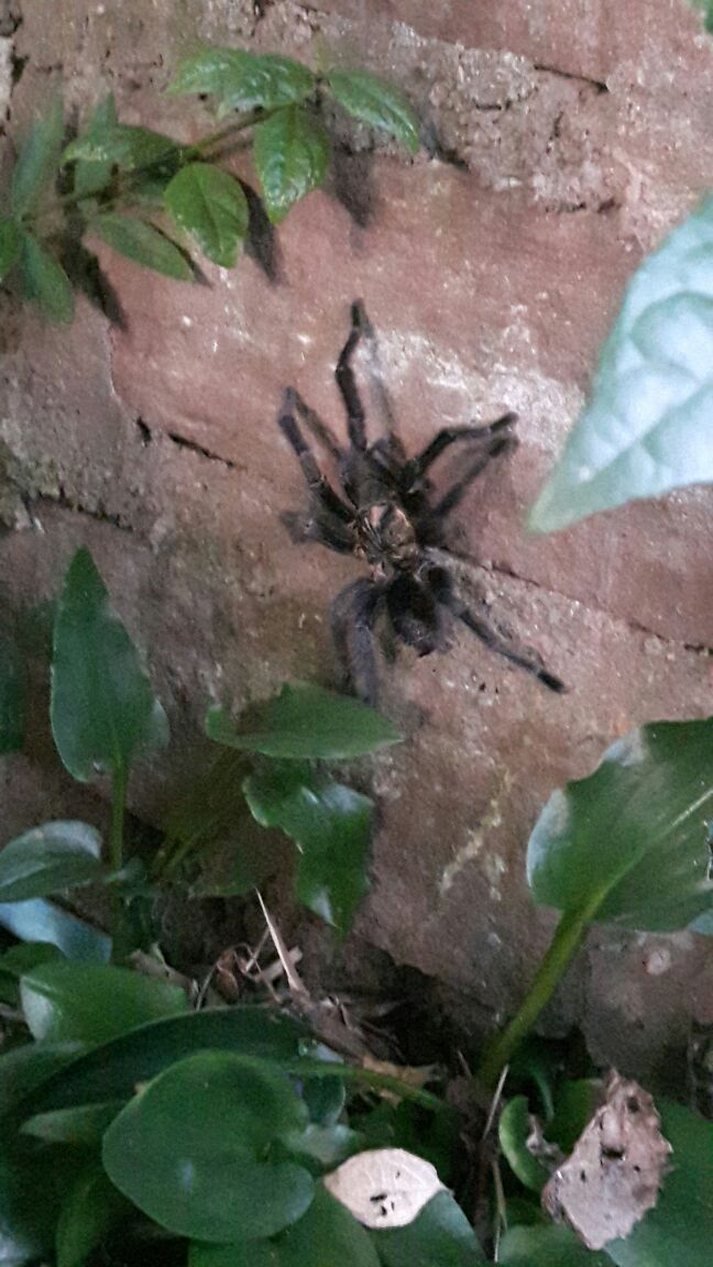 Tarantula