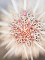 Bushes and Succulents - Succulents #46
