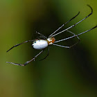 Sabahan Leucauge