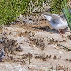 Common Tern; Charrán Común