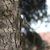 Eurasian nuthatch