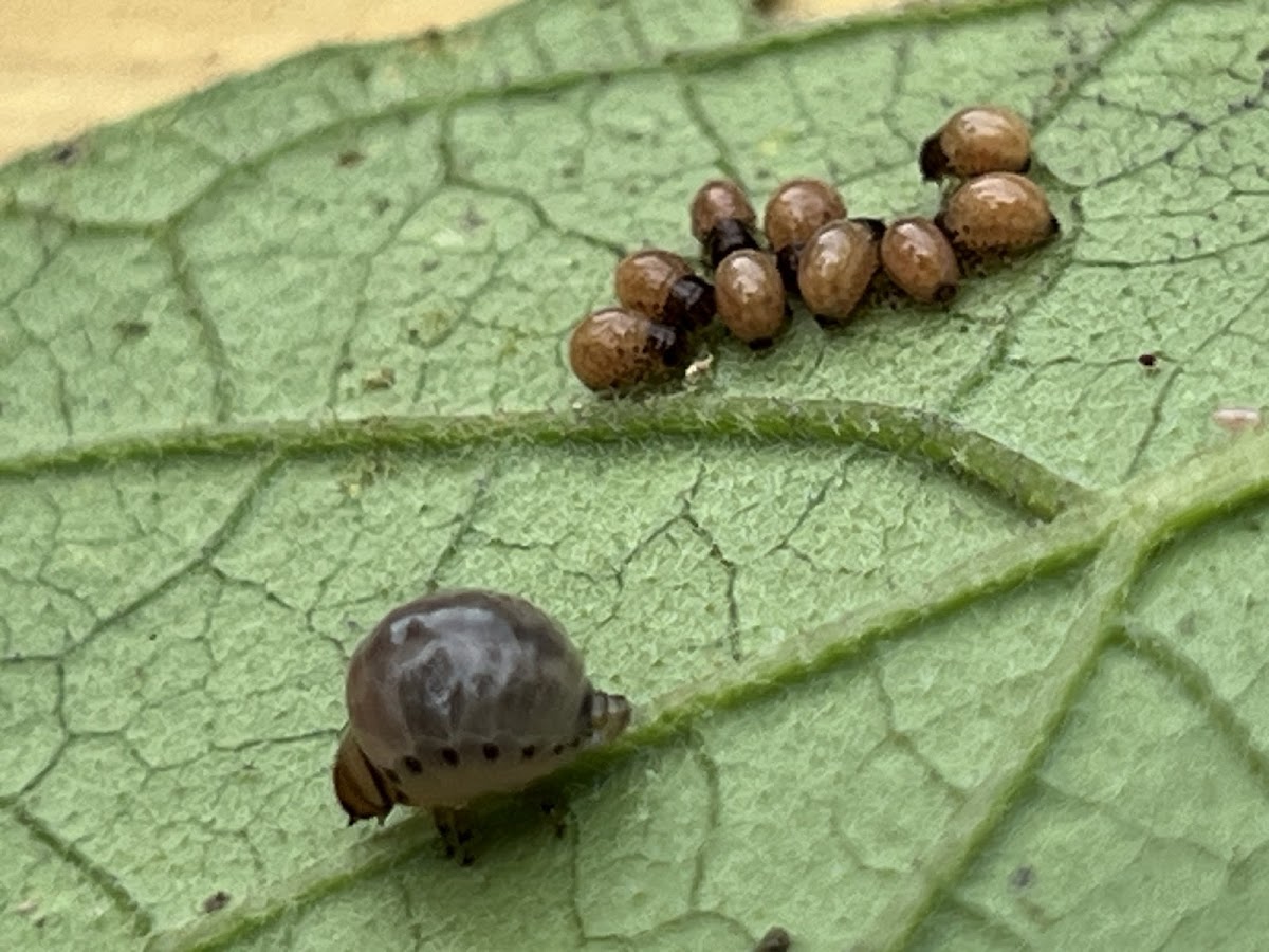 False Potato Beetle Larvae