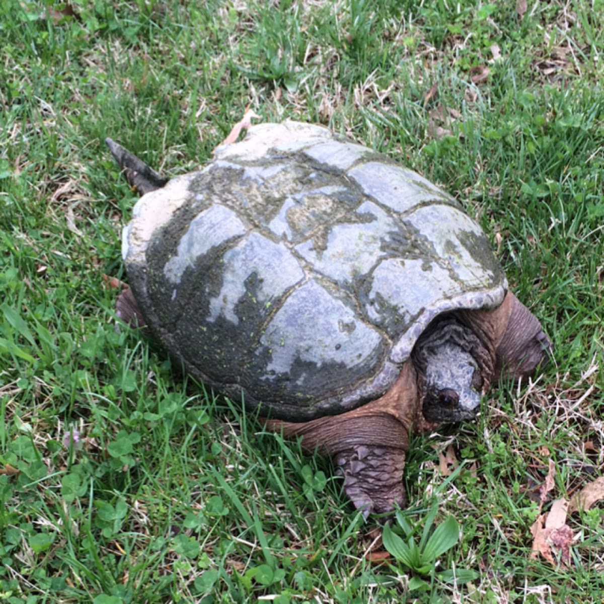 Snapping Turtle