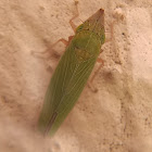 Draeculacephala soluta