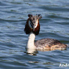 Great Crested Grebe