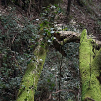 Alberi caduti di 