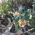 Rusty Lyonia (Stagerbush)