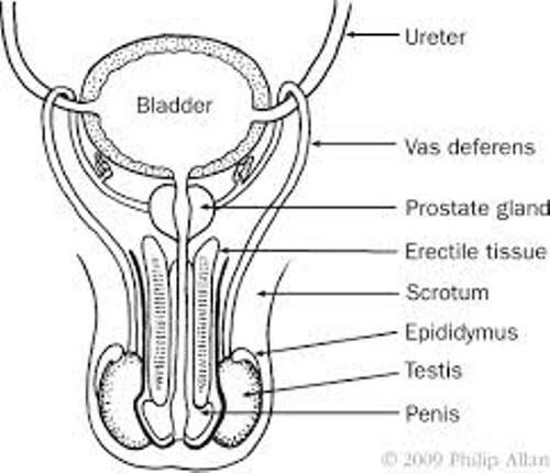 Blank Male Reproductive System Diagram Hanenhuusholli