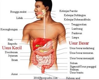 Urutan saluran pencernaan manusia