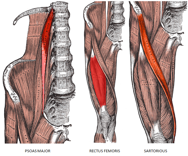 Hip Flexor Muscles Diagram : Hip Flexor Strain Treatment Doctors (Hip