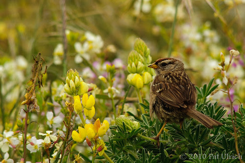Sparrow and Flowers