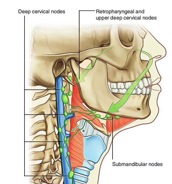 Anatomy Of The Nose