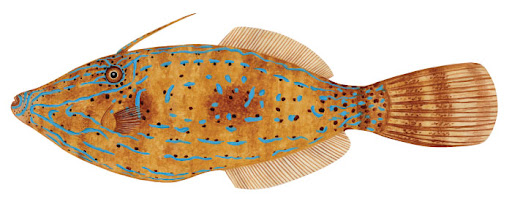 날개쥐치(Scrawled filefish) Aluterus scriptus (Osbeck, 1765)