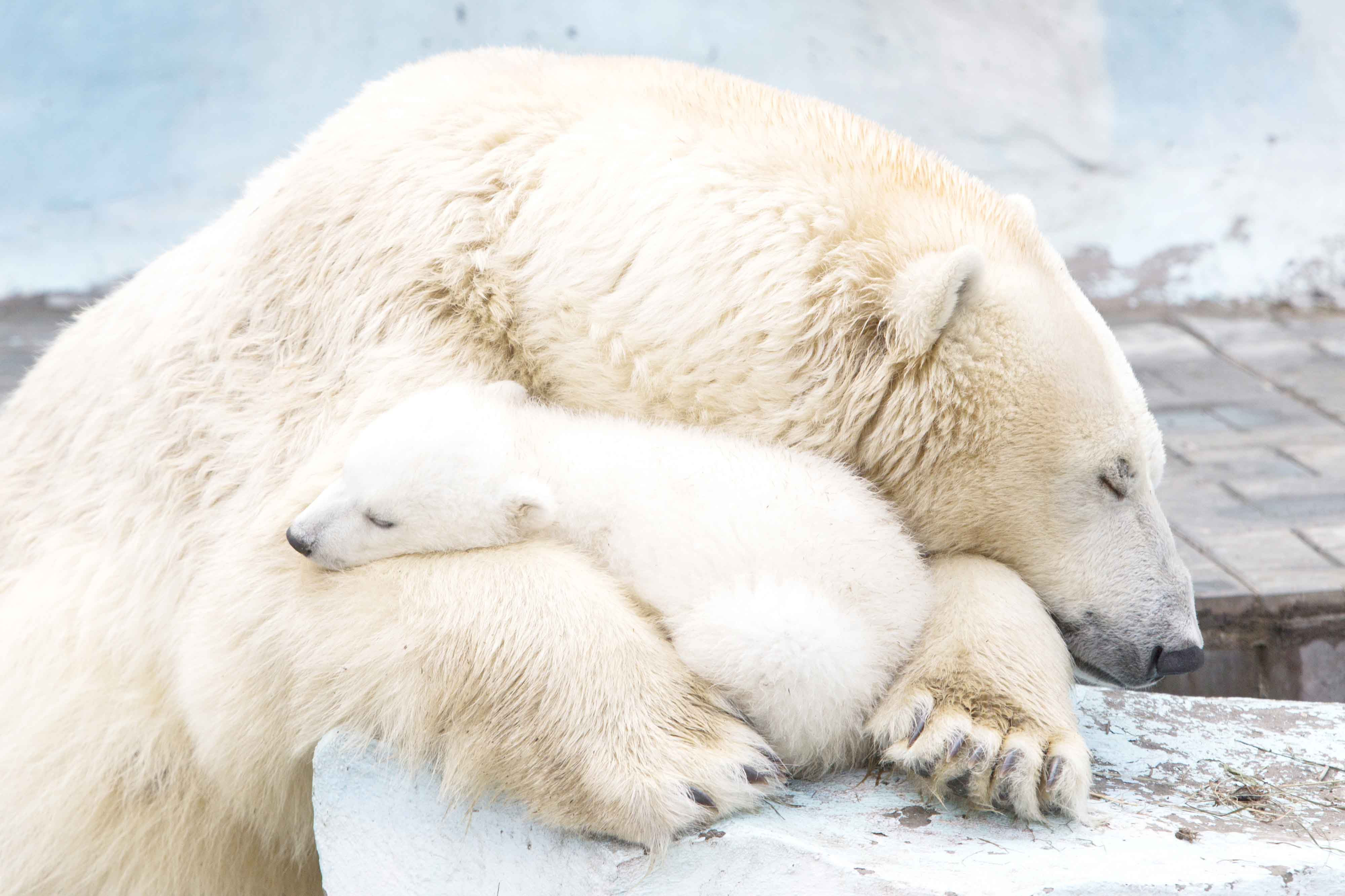 Est100 一些攝影some Photos Polar Bear Mother Cub At Novosibirsk Zoo In