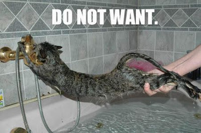 Funny cat wash