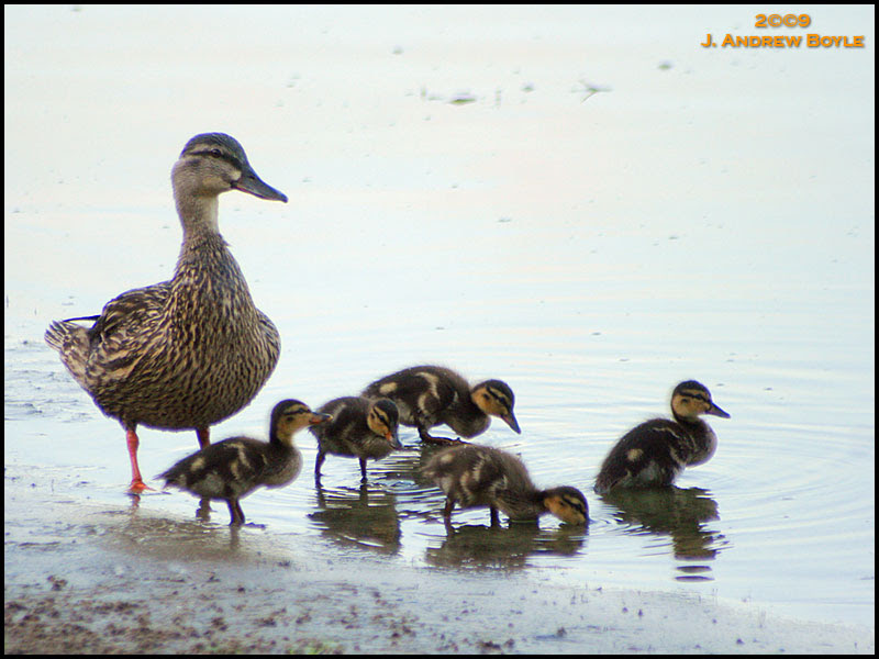 Mallard