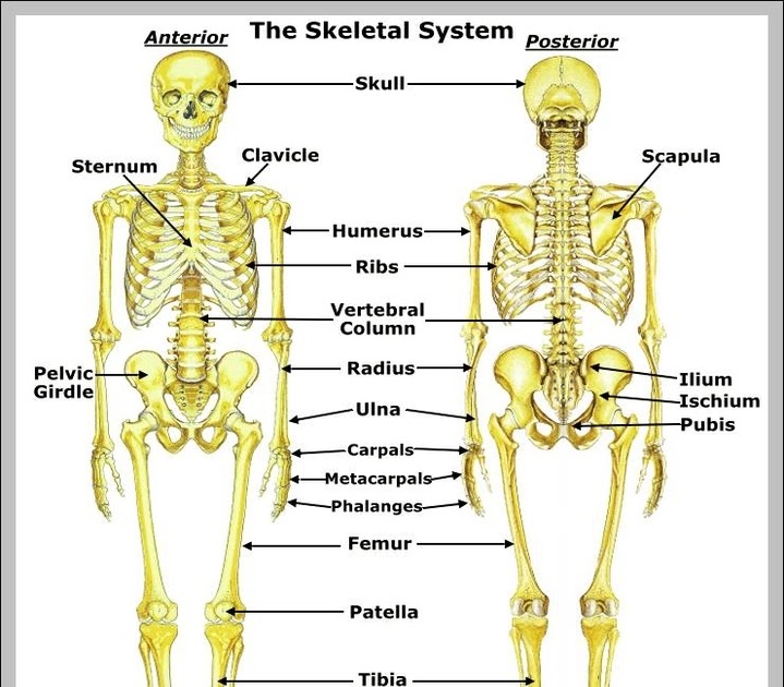 Human Bone Anatomy Chart : Human Skeleton Anatomy Anatomical Chart