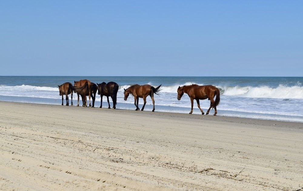 Beaches In North Carolina Near Raleigh - BEACH NICE