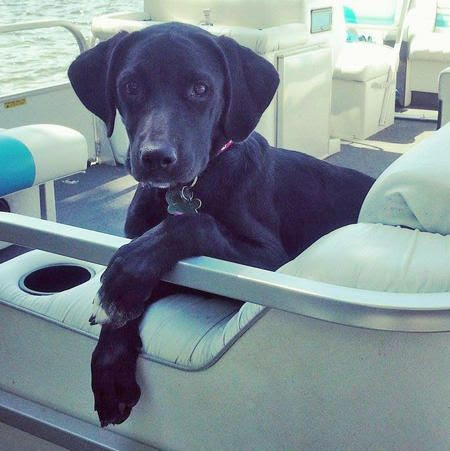 Piper the Labrador Mix
