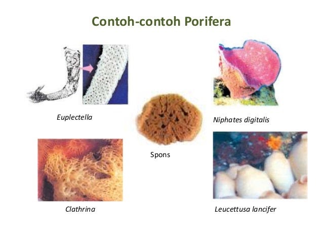  Contoh  Hewan  Avertebrata  Porifera Contoh  Tay