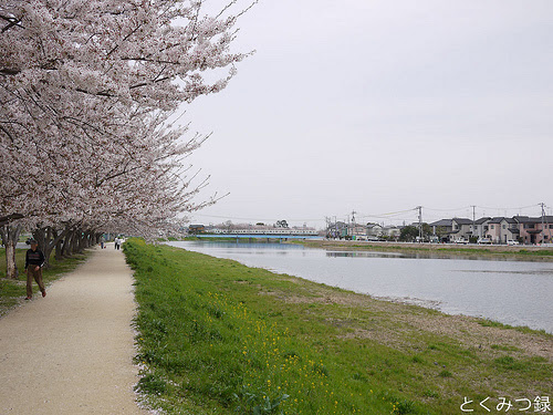 2012年4月13日　桜
