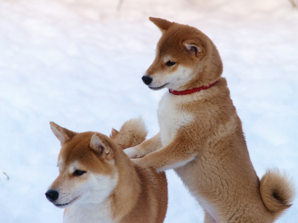 すべての美しい花の画像 トップ100 Pc 壁紙 19x1080 柴犬