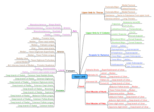 Arm Muscles Map Arm Muscles Map Concept Map Anatomy And Physiology