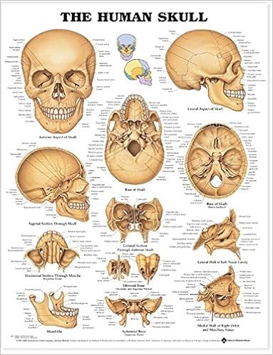 Back Of Skull Anatomy - Posterior View Of Skull Open Educational