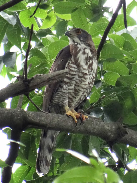 鳳頭蒼鷹/無限台南