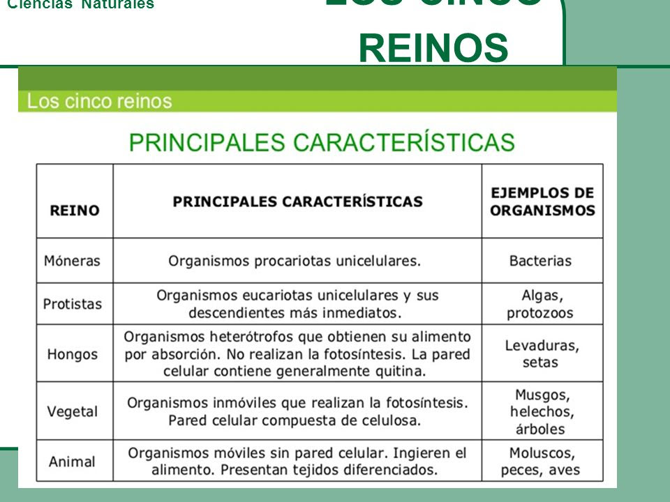 Cuales Son Los Cinco Reinos De La Naturaleza Y Ejemplos - Compartir