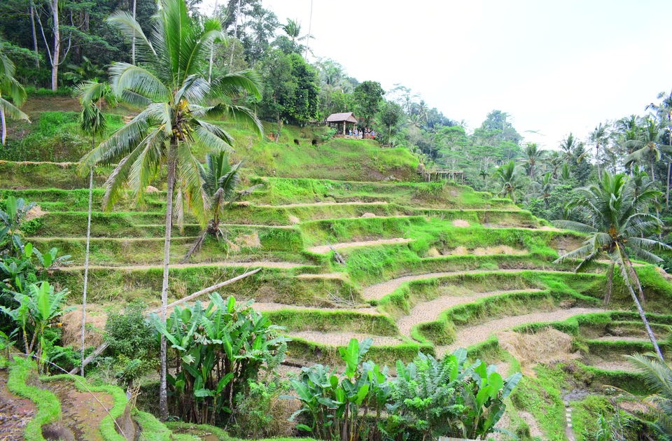 Exploring Bali On Scooter | Part 3 | Tegalalang Rice Terrace (Ubud)