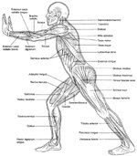 Bio 9G: How Your Body Works: Muscle Disorders