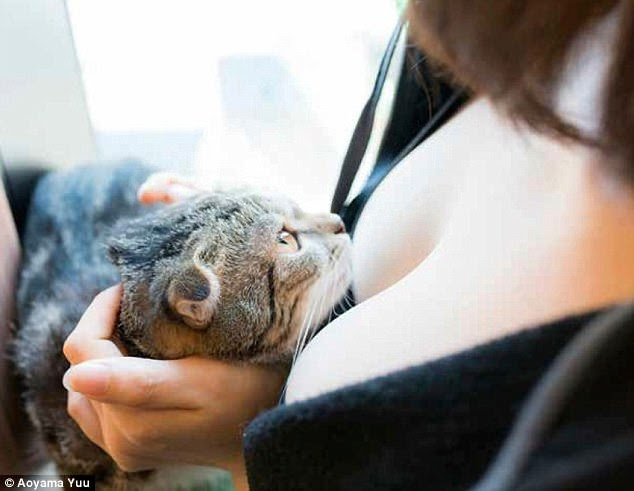 The word 'Painyan' is a pun on the Japanese words for 'breast' and 'meow'. Pictured above, a puss in boobs