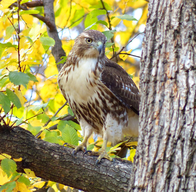Red tail