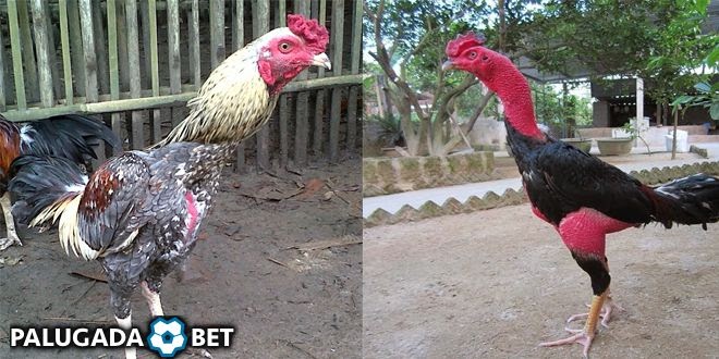 Ciri Ciri Ayam Mangon Betina Asli Ayam Mania
