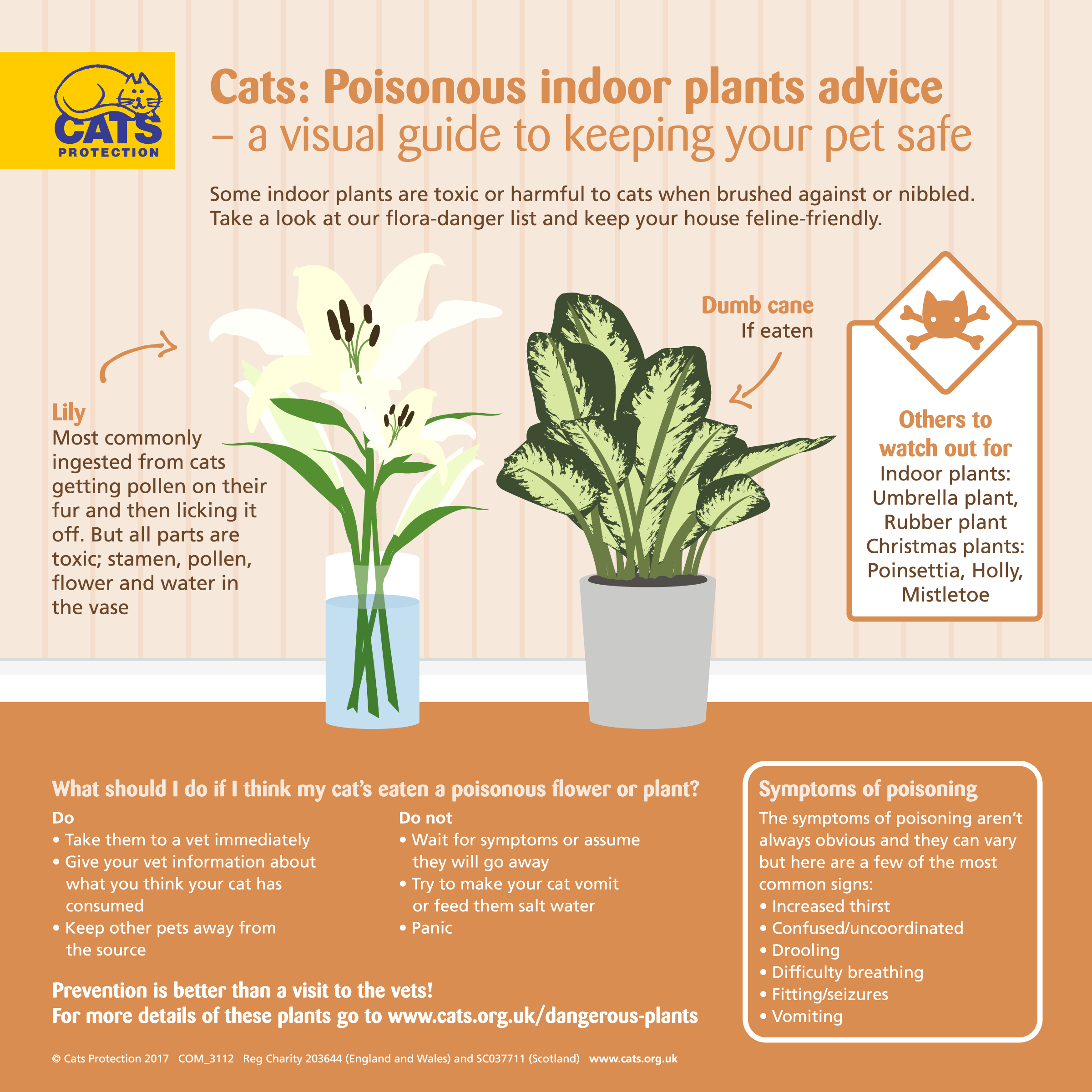 Peter Ferguson What Flowers Are Cats Allergic To / How To Combat a Cat
