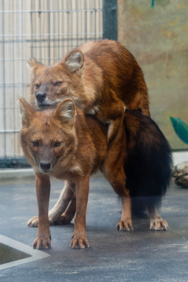 かわいいペットの写真 犬 交尾 GP01