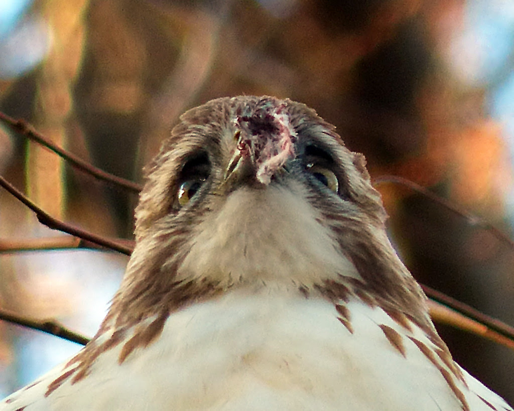 Red tail with beak injury