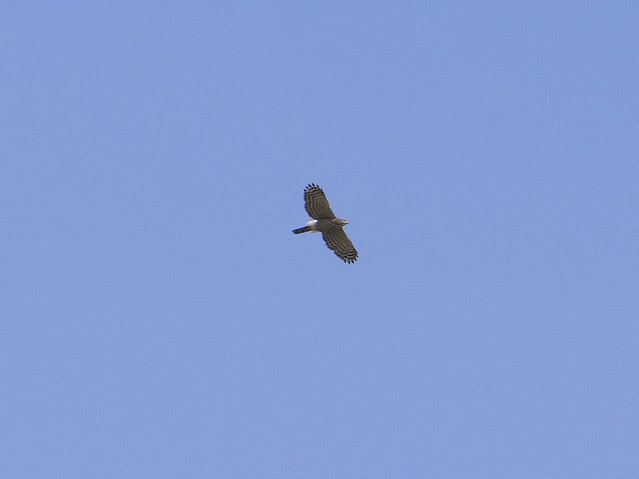 鳳頭蒼鷹/無限台南
