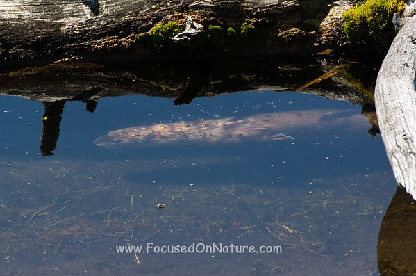 River Otter Under Water River Otter Under Water