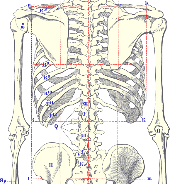 Male Anatomy Diagram Drawing - 227 best anatomy/cloth refs images on