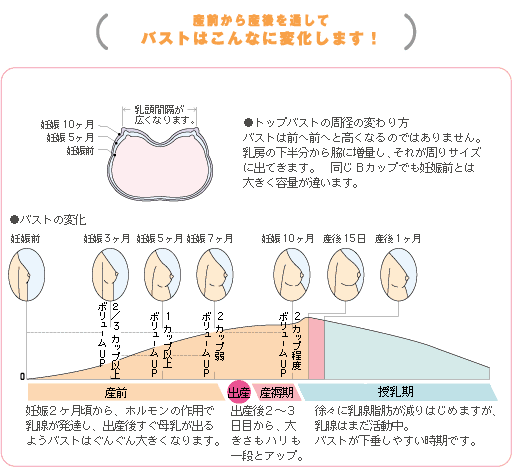 HD限定 腹 回り 平均 写真と画像