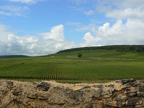 vignes pernand vergelesses.jpg