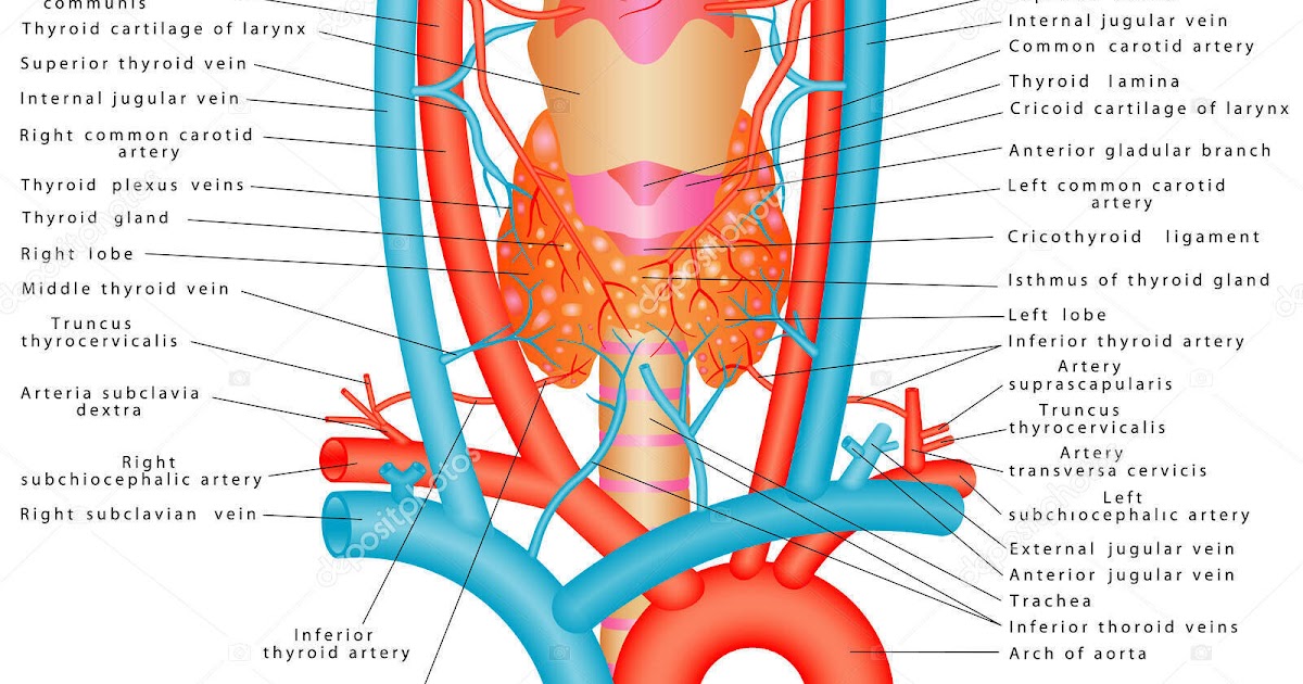 Neck Anatomy Diagram : Anatomy Of The Neck Causes Of Neck Pain And How