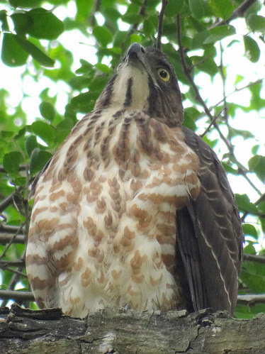 鳳頭蒼鷹/無限台南