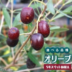 オリーブの品種特性一覧 オリーブの受粉相性