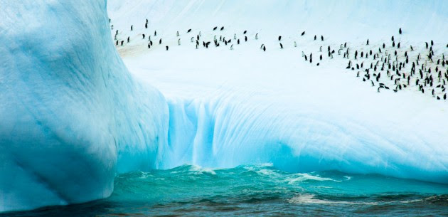 Penguins on South Orkney Island, Antartica