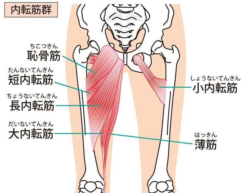 太もも 筋肉 鍛える 女性